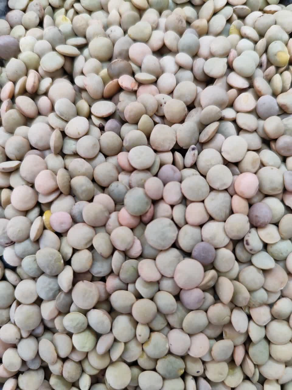 عدس درشت 1 کیلویی 