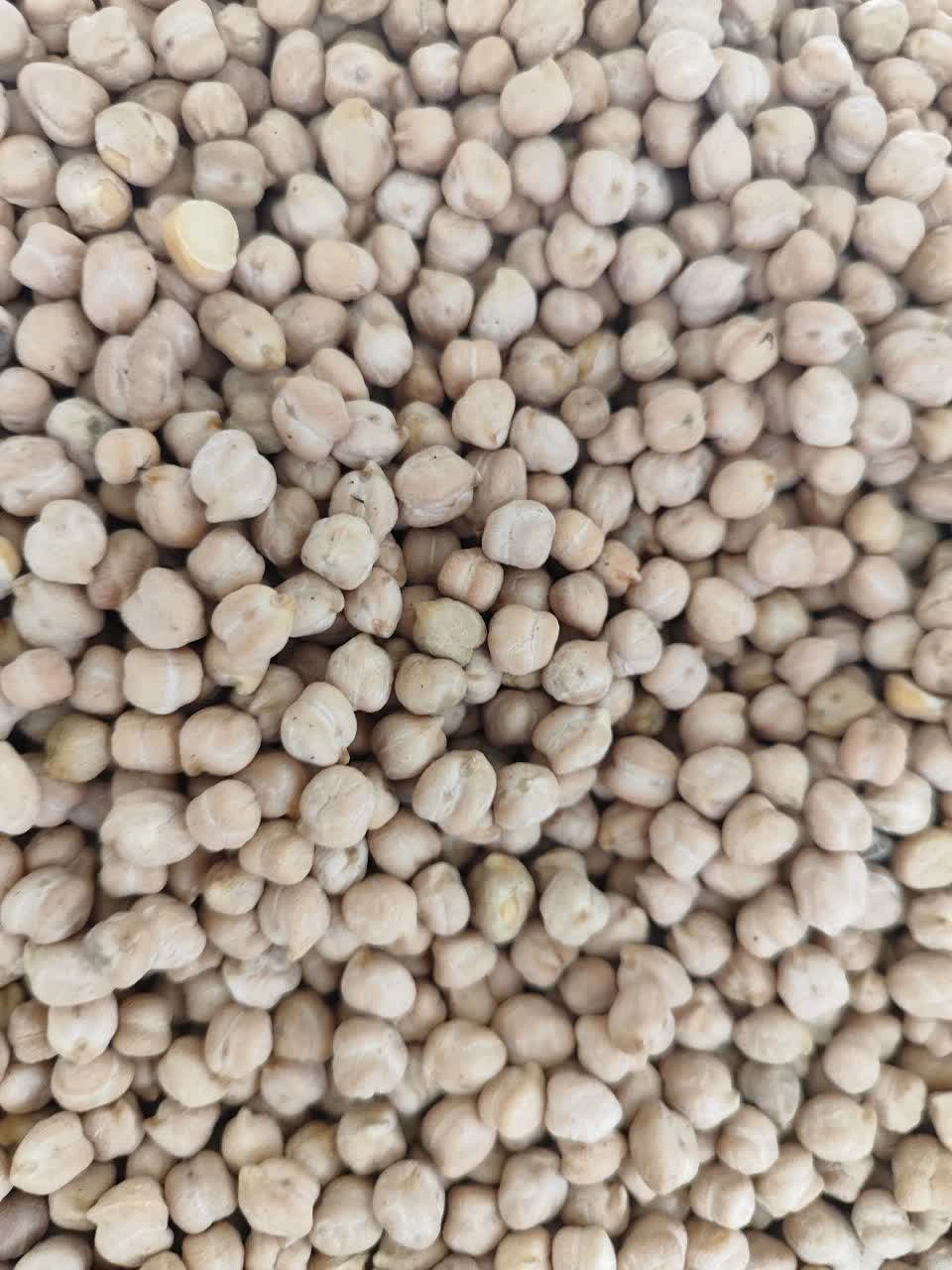 نخود درشت کرمانشاهی 1 کیلویی 