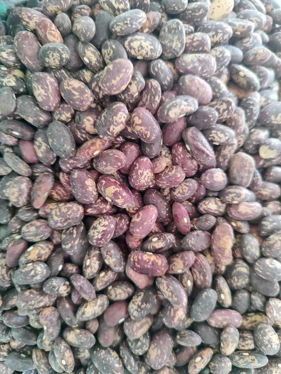 لوبیا چیتی خارجی 1 کیلویی 