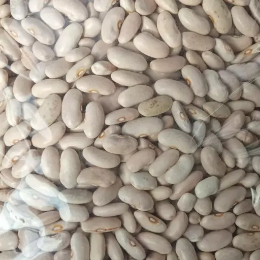 لوبیا کشاورزی اعلا ( حبوبات )