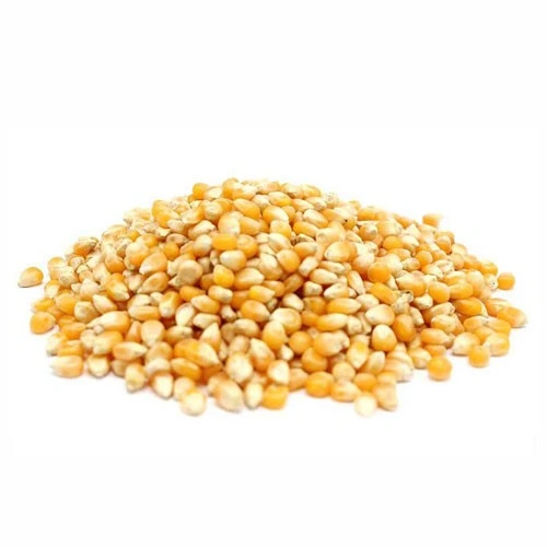ذرت نوریز (حبوبات )