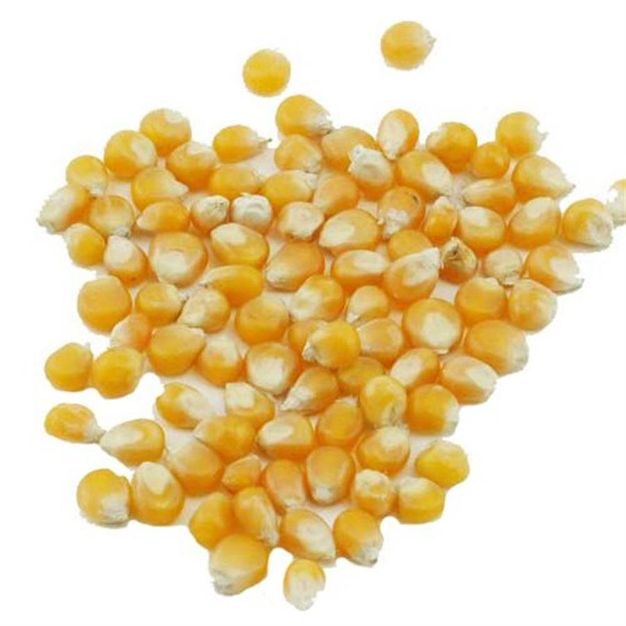 ذرت ایرانکا ( حبوبات )